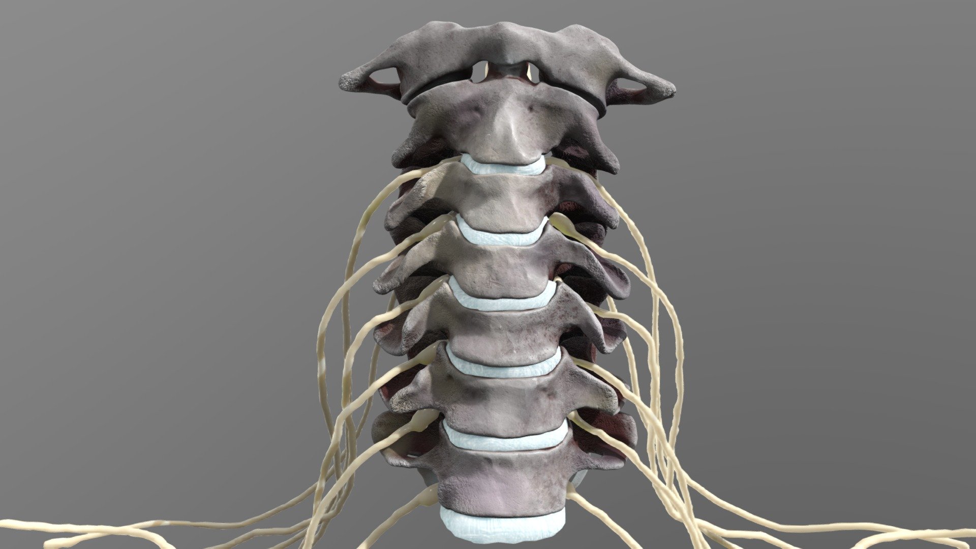 NoAI: This model may not be used in datasets for, in the development of, or as inputs to generative AI programs.
This is the adult cervical spine system, including C1 to C7 bones, intervertebral discs, and central nerves. I made 3D modeling based on many real anatomical photos to pursue film-level detail and fidelity
