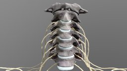 cervical spine central nervous system Anatomy anatomy, spine, cinematic, meridian, substancepainter, substance, medical