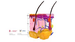 Anatomy of the skin education, medicine, sciart, medical_model, epidermis, dermis, medart, umcg, dermatology, subcutis, sweat_gland, medical, skin
