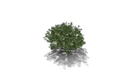 Realistic HD Mexican orange blossom (10/10) trees, tree, plant, plants, outdoor, foliage, nature, bush, north-america, savana