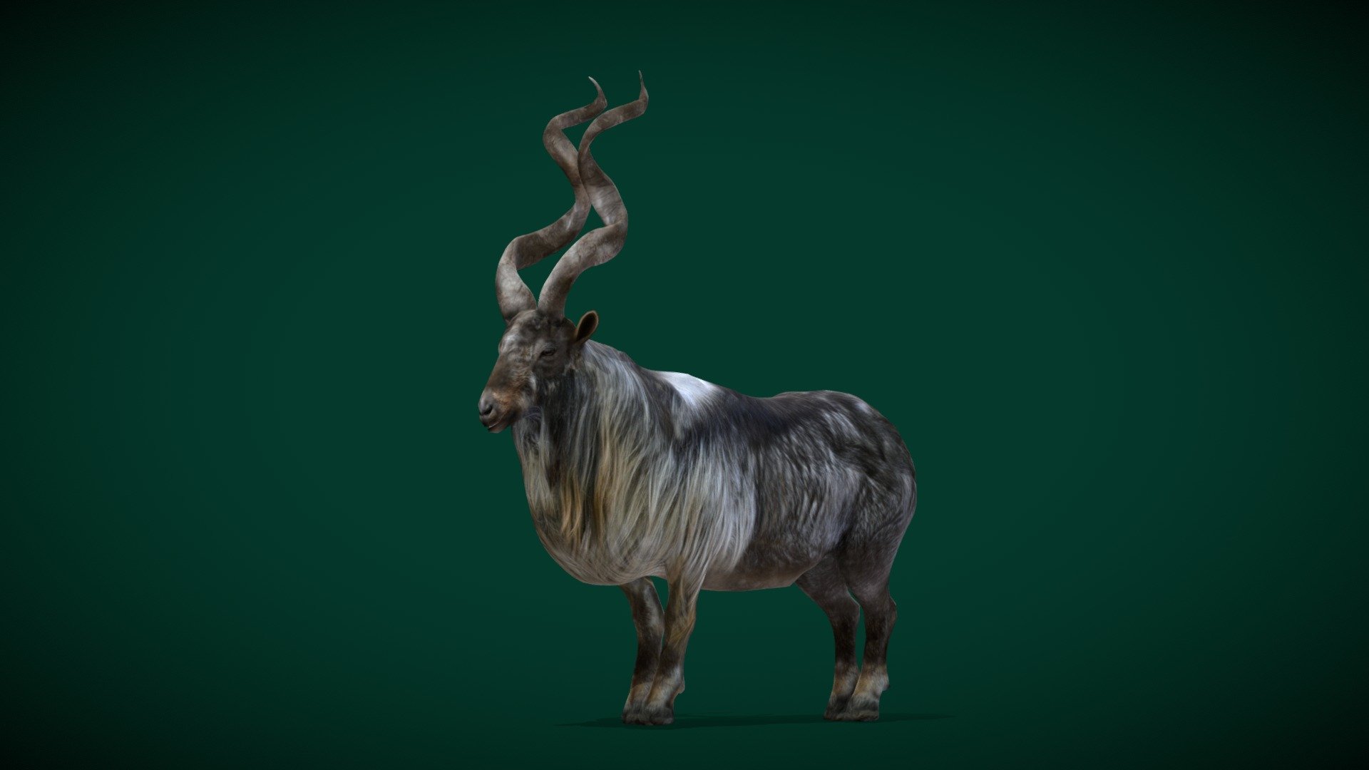 

Markhor Large Wild Goat (large wild Capra )Engandered

Capra falconeri Animal Mammal Animalia (Pakistan)Bovidae

1 Draw Calls

Midpoly 

Game Ready Asset

Subdivision Surface Ready

8- Animations

4K PBR Textures Material

Unreal FBX (Unreal 4,5 Plus)

Unity FBX

Blend File 3.6.5 LTS

USDZ File (AR Ready). Real Scale Dimension (Xcode ,Reality Composer, Keynote Ready)

Textures Files

GLB File (Unreal 5.1 Plus Native Support)


Gltf File ( Spark AR, Lens Studio(SnapChat) , Effector(Tiktok) , Spline, Play Canvas,Omiverse ) Compatible




Triangles -13196  



Faces -6516

Edges -13128

Vertices -6626

Diffuse, Metallic, Roughness , Normal Map ,Specular Map,AO,

The markhor is a large wild Capra species native to South Asia and Central Asia, mainly within Pakistan, the Karakoram range, parts of Afghanistan, and the Himalayas. It is listed on the IUCN Red List as Near Threatened since 2015.