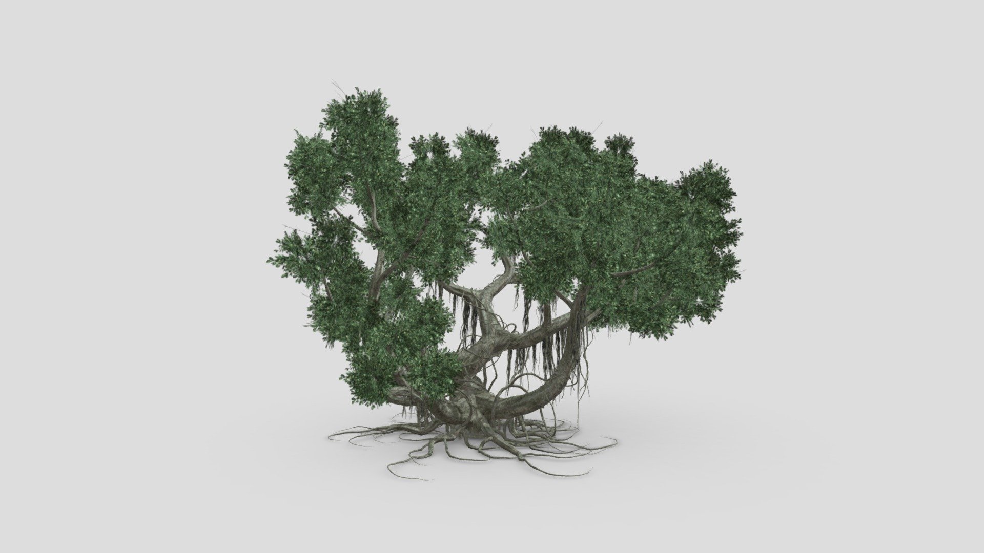 We provide a banyan, also spelled “banian”, is a fig that begins its life as an epiphyte, i.e. a plant that grows on another plant, when its seed germinates in a crack or crevice of a host tree or edifice.We hope you use it free and lets see your comments.