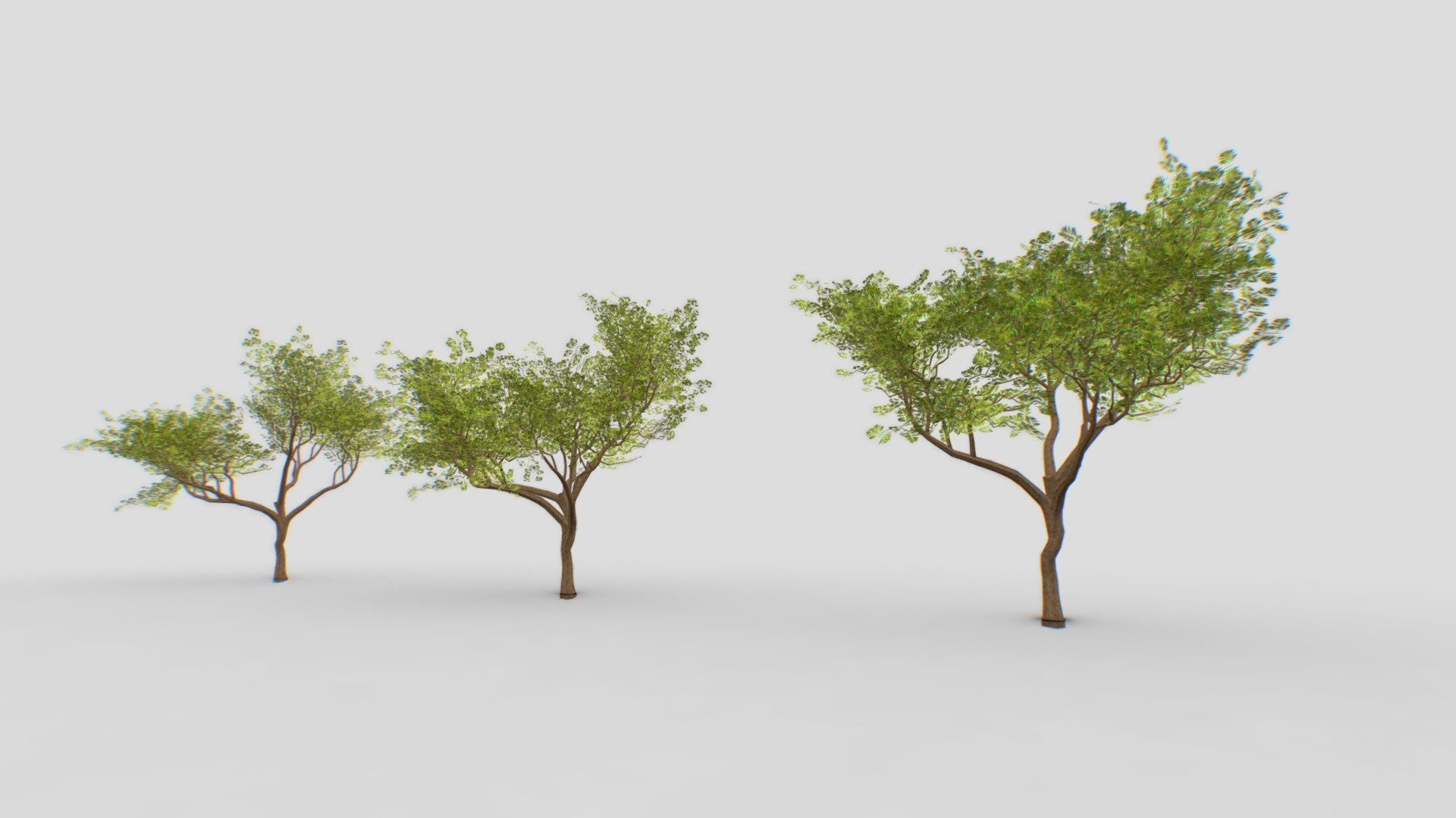 Acacia tree
About 2.0 - 2.5 mb 1 tree