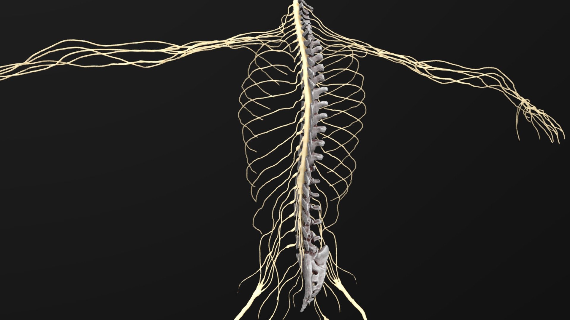NoAI: This model may not be used in datasets for, in the development of, or as inputs to generative AI programs.
This is the human central nervous system, including the spine section, I did 3D modeling based on many real anatomical photos, in pursuit of film-level detail and fidelity