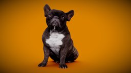 DOG B - 3of13 - Bulldog anatomy, archviz, dog, exterior, animals, photorealistic, bulldog, dogs, labrador, low-poly-model, frenchbulldog, englishbulldog, 3dprint, photogrammetry, 3dscan, animal, interior