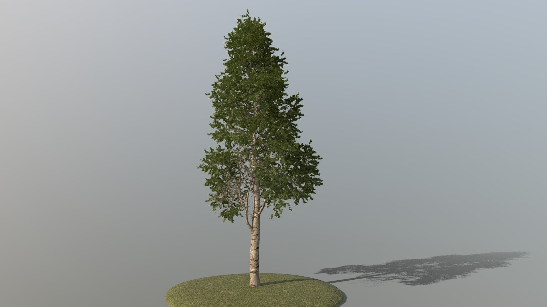 Birch Tree
Realtime ready Birch Tree, setup with PBR textures &amp; clean topology for use in 3d development. 

Check out our Main Collections

More in our Nature Collection&nbsp;

Available here setup for UE5 with pivot painter 2.0 along with other various trees https://artstn.co/m/wjXXB

Detailed Description Info:




Model: Birch Tree

Media Type: 3D Model

Geometry: Quads/Tris

Polygon Count: 444233

Vertice Count: 595984

Textures: Yes

Materials: Yes

Rigged: No

Animated: No

UV Mapped: Yes

Unwrapped UV’s: Yes Mixed

All branches are split out with their corresponding leaves enabling easy modification or rigging should it be required.