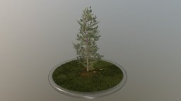 Pine Tree - 8 Meter tree, plant, terrain, pine, evergreen, vegetation, nature, needle, game-ready, spruce, fir, conifer, vis-all-3d, software-service-john-gmbh, low-poly