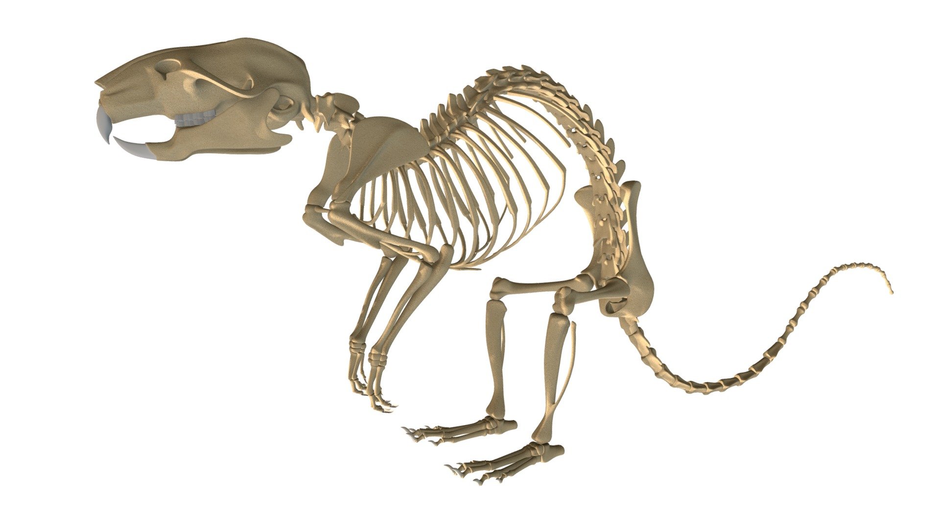 Rat skeleton 3D model.