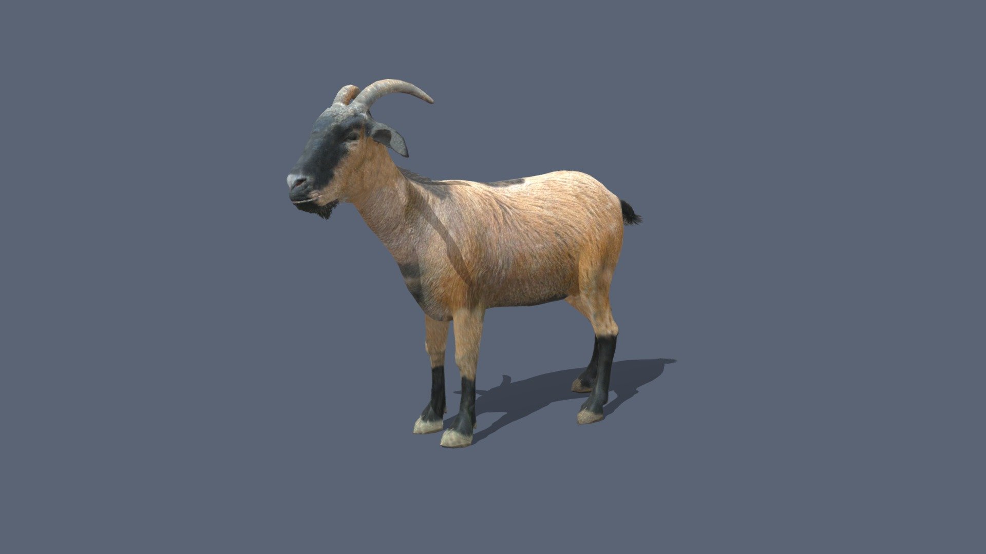 For store Goat
Capra is a genus of mammals, the goats, composed of up to nine species, including the markhor and many species known as ibexes. The domestic goat is a domesticated species derived from the wild goat. Evidence of goat domestication dates back more than 8,500 years. Wild goats are animals of mountain habitats.

Buy model here