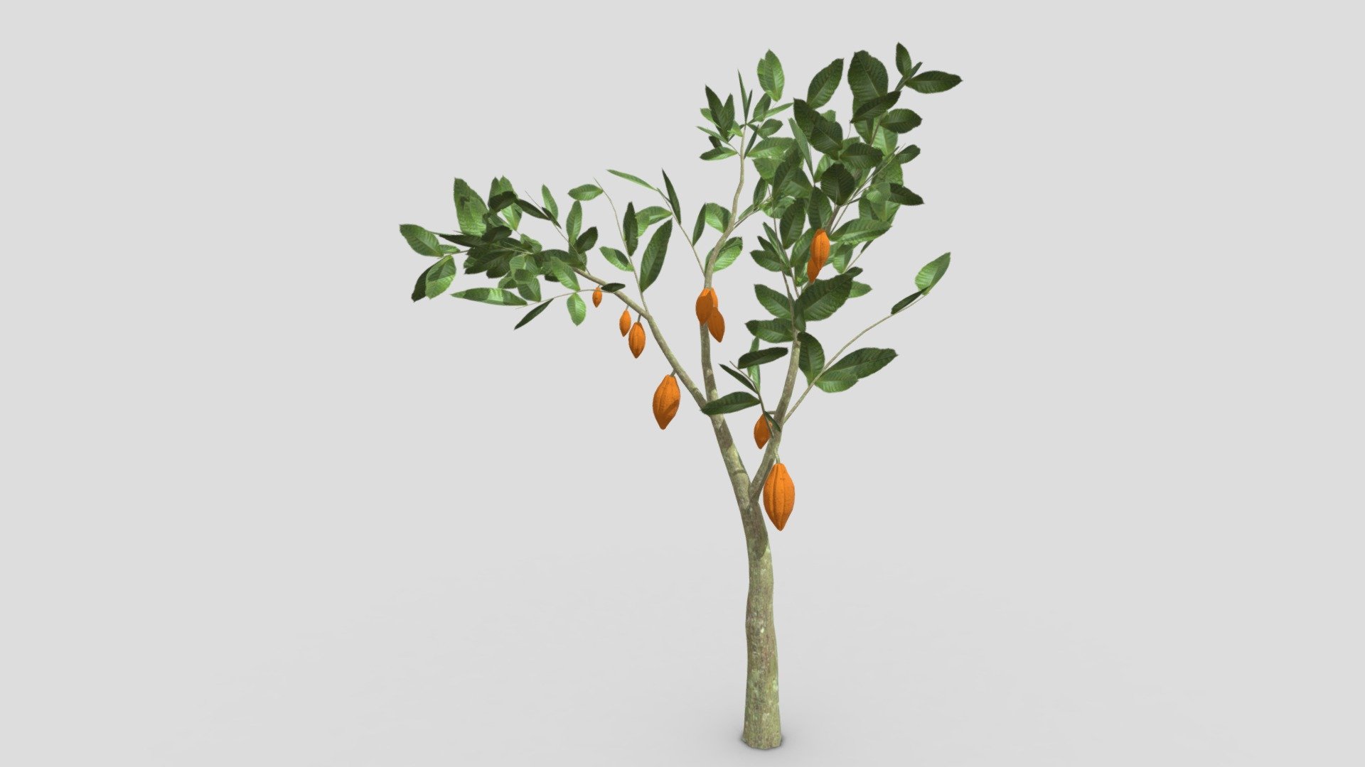 This is a 3D low poly model of a Cacao tree that you can use in your projects.

Info:

Theobroma cacao is a small evergreen tree in the family Malvaceae. Its seeds, cocoa beans, are used to make chocolate liquor, cocoa solids, cocoa butter, and chocolate. Native to the tropics of the Americas, the largest producer of cocoa beans in 2018 was Ivory Coast, at 2.2 million tons.