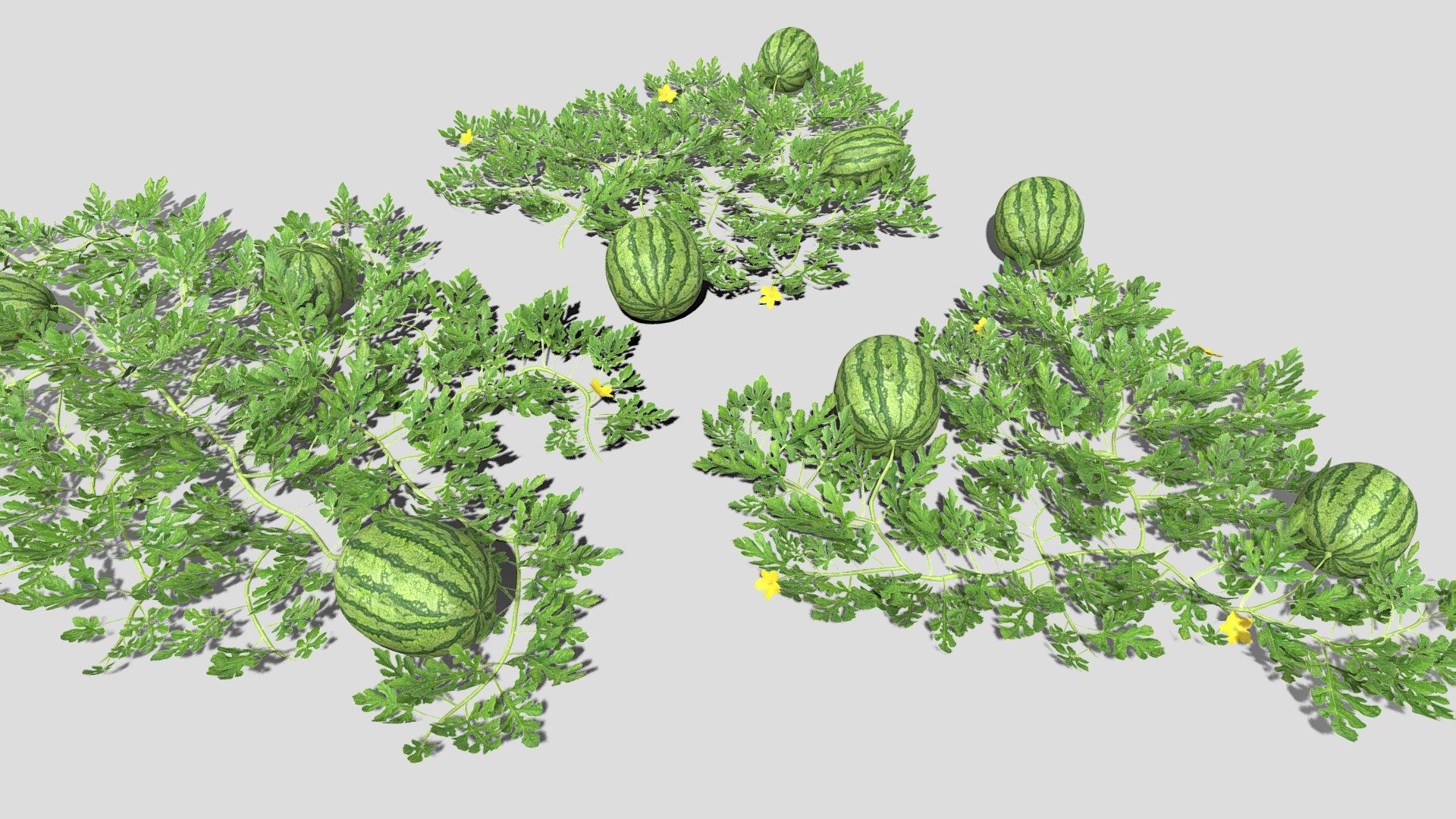 3 low poly watermelon patches