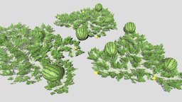 Watermelon plantation fruit, garden, vine, patch, farm, realistic, watermelon, melon, plantation, low, poly