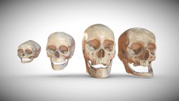 Age Based Skulls skulls, anatomy, baby, mandible, child, education, age, educational, right, anatomical, left, oldman, temporal, maxilla, inferior, lacrimal, palatine, vomer, nasal, zygomatic, newborn, ages, medical_model, ethmoid, anatomy-human, frontalis, stages, medical-illustration, skull, medical, human, sketchfab, , neonatal, conchae, setskits