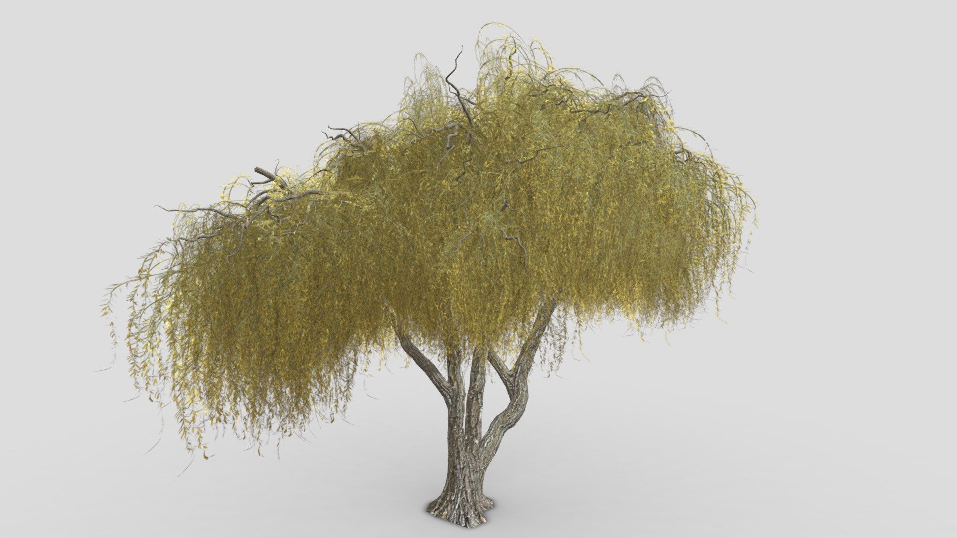 Salix babylonica is a species of willow native to dry areas of northern China, but cultivated for millennia elsewhere in Asia, being traded along the Silk Road to southwest Asia and Europe. We Hope you will use this model in your projects. Let us to know your comments.