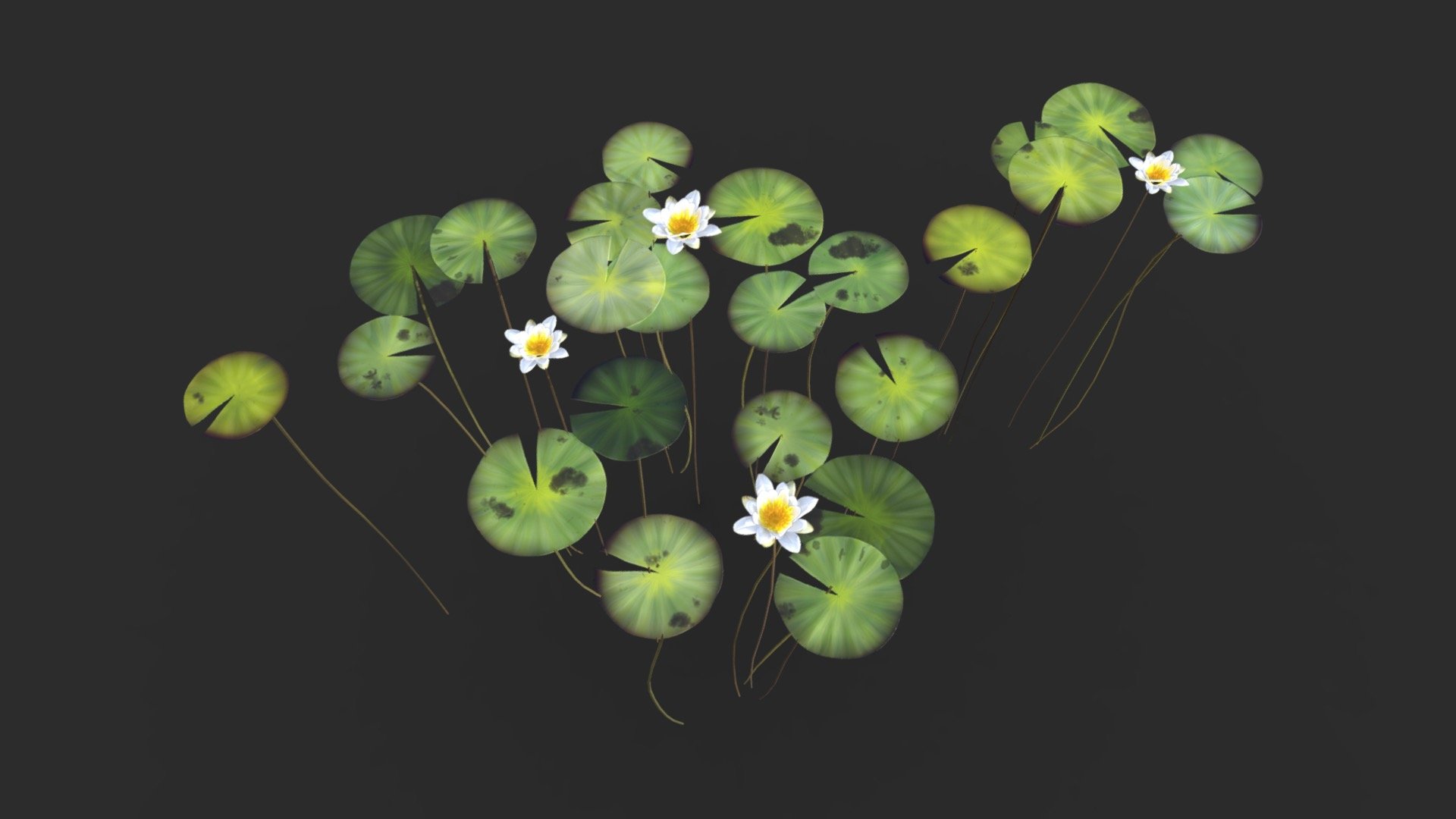 This fresh Water Lily plant set includes 20 different objects :




3 prefabs

2 flowers

4 Stems

4 Single leaves

6 Groups of leaves

The asset is available in realistic style and can be used in any game in aquatic freshwater biomes as rivers, lakes, billabongs or swamps (post-apo, first person shooter, GTA like, construction… ). All objects share a unique material for the best optimization for games.

Those AAA game assets of aquatic water lily plant will embellish you scene and add more details which can help the gameplay and the game-design.

Low-poly model &amp; Blender native 3.1

SPECIFICATIONS




Objects : 20

Polygons : 4022

Subdivision ready : No

Render engine : Eevee (Cycles ready)

GAME SPECS




LODs : No

Numbers of LODs : 0

Collider : No

Lightmap UV : No

TEXTURES




Materials in scene : 1

Textures sizes : 2K

Textures types : Base Color, Metallic, Roughness, Normal (DirectX &amp; OpenGL), Heigh, Emissive &amp; AO (also Unity &amp; Unreal ARM workflow maps)

Textures format : PNG
