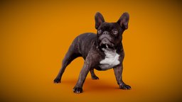 DOG B - 5of13 - Bulldog anatomy, archviz, dog, exterior, animals, photorealistic, bulldog, dogs, labrador, low-poly-model, frenchbulldog, englishbulldog, 3dprint, photogrammetry, 3dscan, animal, interior