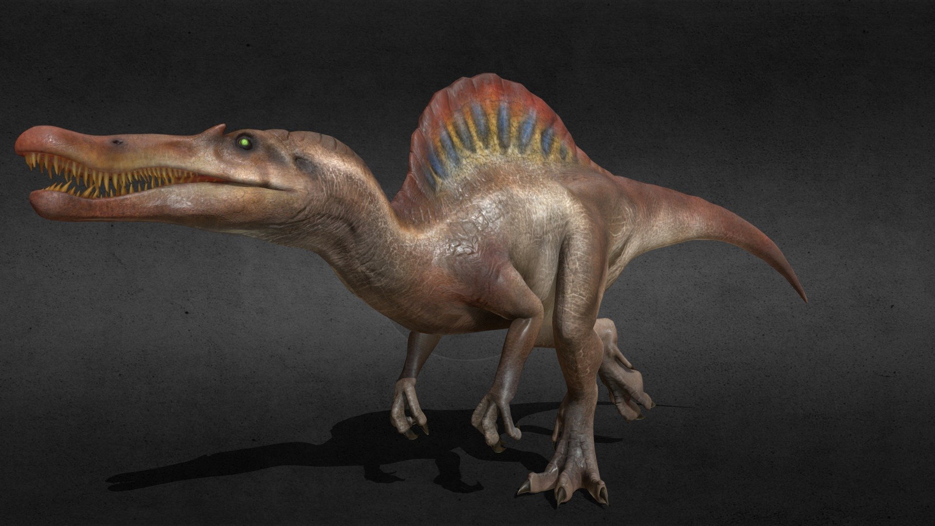 Jurassic Park Spinosaurus 3D Model low-poly ready for Virtual Reality (VR), Augmented Reality (AR), games and other real-time apps.

The monster predator of isla sorna is here on Skechfab
This model was made in Blender v2.79 using Principed BSDF node and tested on Blender 2.8 Eevee.
The body includes three 4K Handpainted difuse/albedo variations maps. 
(4K Normal map)
Includes 6 Animations + Static pose: 
-Idle
-Walk_001
-Walk_002 
-Run_001
-Run_002
-action_001 

You can check the animations here:https: //www.youtube.com/watch?v=RTPKowDJzk0
If you have any problem please Mail me: bart.art.animador@gmail.com 

Hope you like it and enjoy :D !