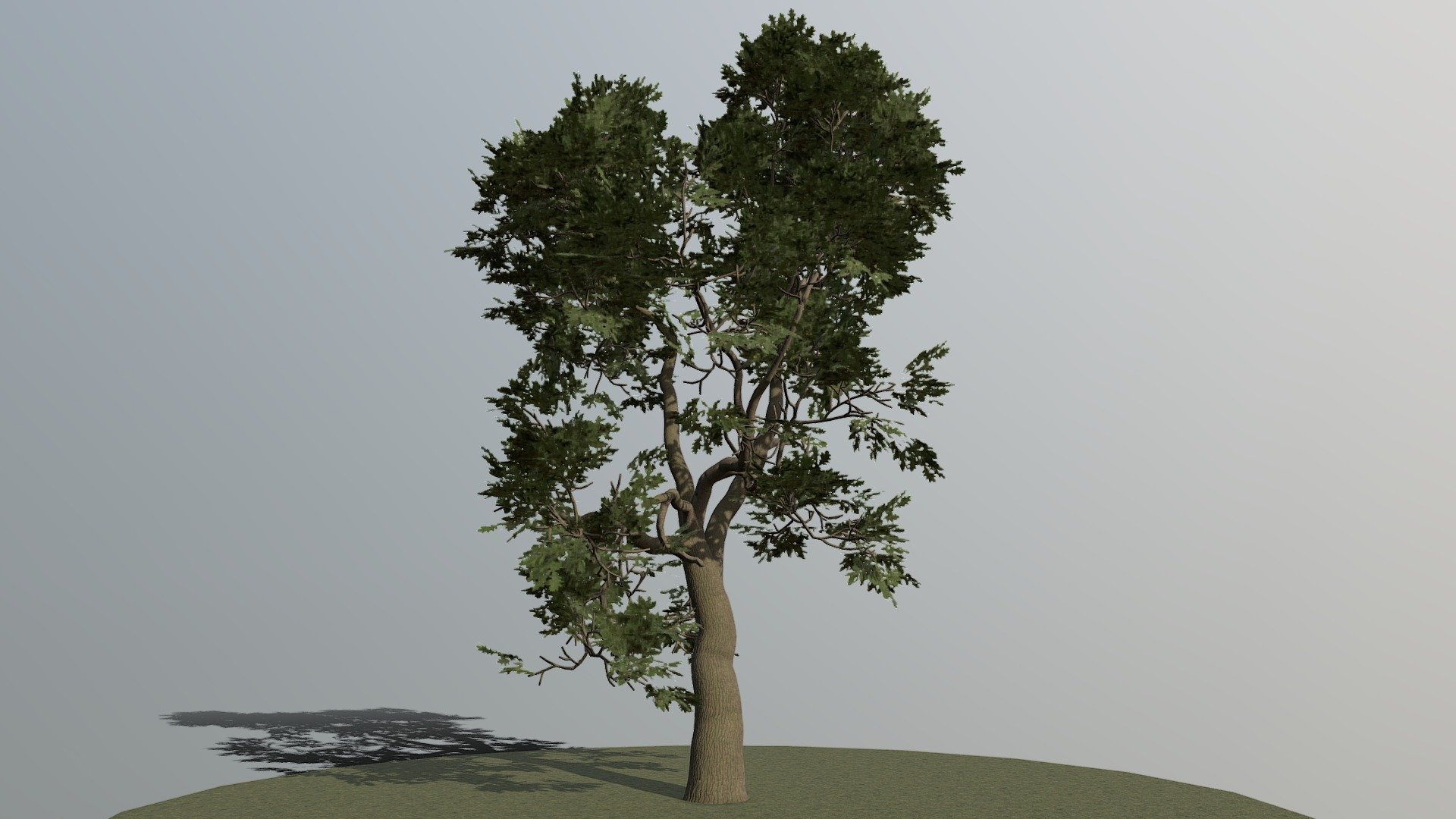 Detailed Description Info:


Model: Oak Tree


Media Type: 3D Model


Geometry: Quads/Tris


Polygon Count: 71712


Vertice Count: 106942


Textures: Yes


Materials: Yes


Rigged: No


Animated: No


UV Mapped: Yes


Unwrapped UV’s: Mixed


|||||||||||||||||||||||||||||||||||