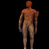 Cambridge UL Boxwood Medical Figure c1590 HiRes agisoft, photoscan