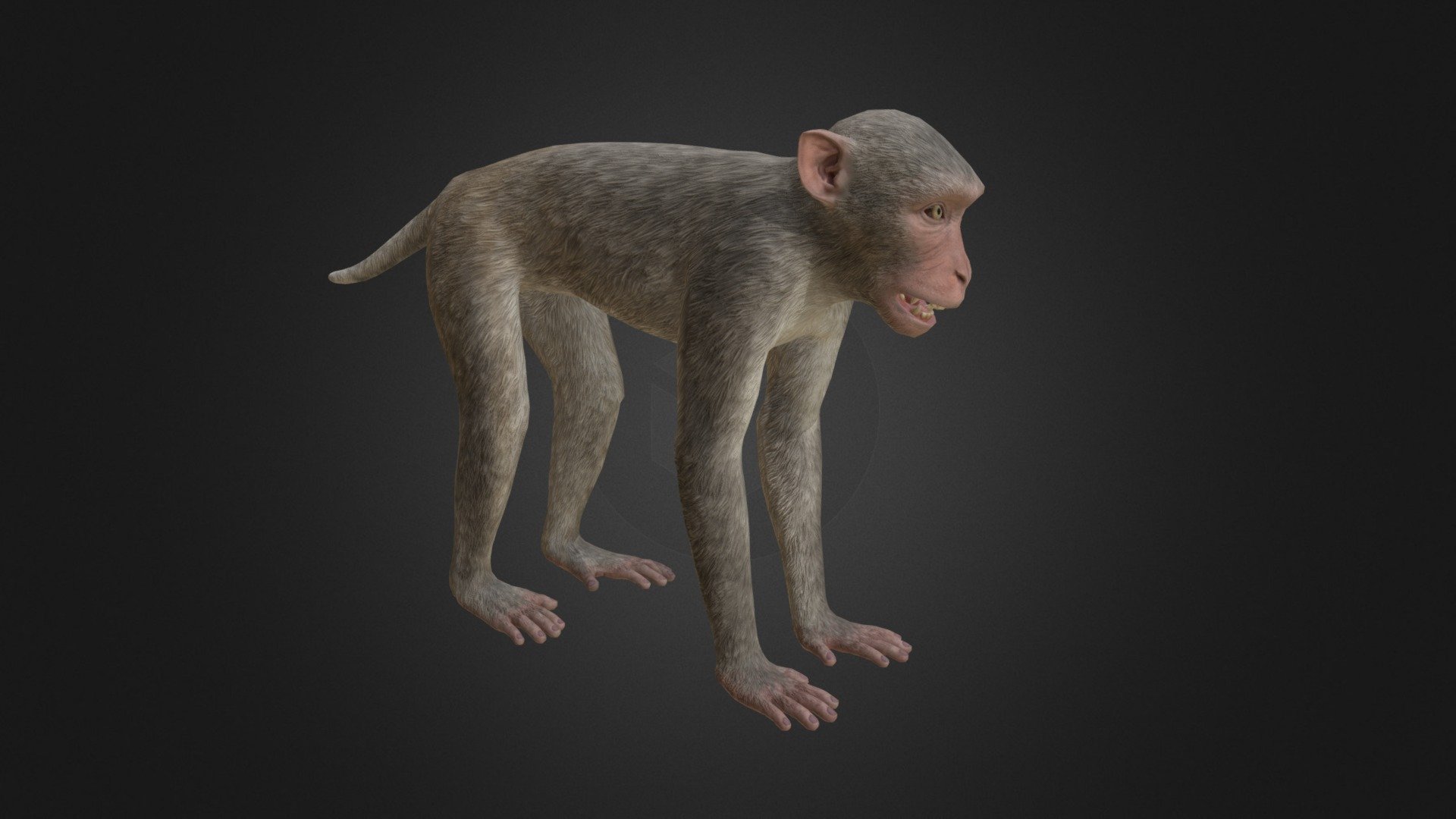 Game-ready model of rhesus macaque monkey with PBR textures.