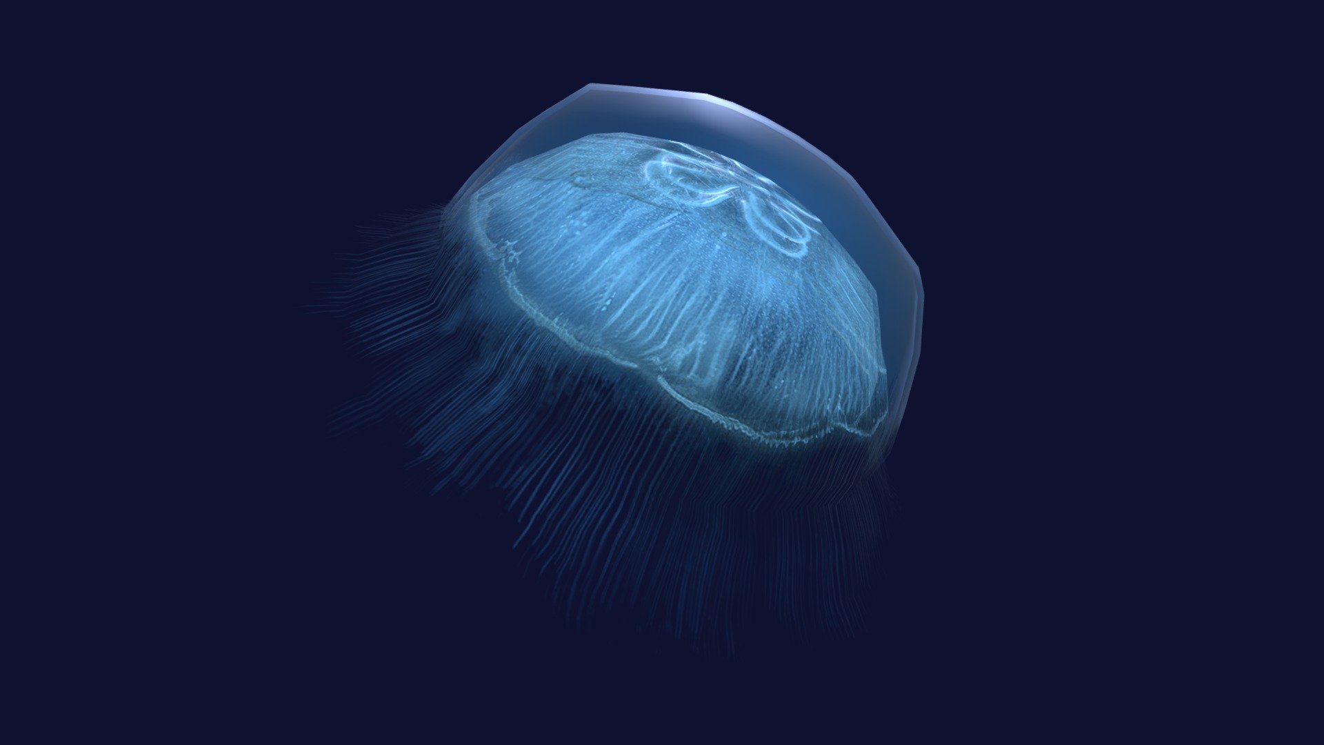 
Youtube preview Unity Asset. 

Unreal Asset Link

Unity Asset Link



This Asset of the Jellyfish Aurelia will help diversify your underwater world. The animation is implemented in a realistic style. Textures are based on real references.



Include 6 animation:

-swim mid (loop)

-swim mid long (loop)

-swim slowly (loop)

-swim slowly long (loop)

-Idle (loop)

-death