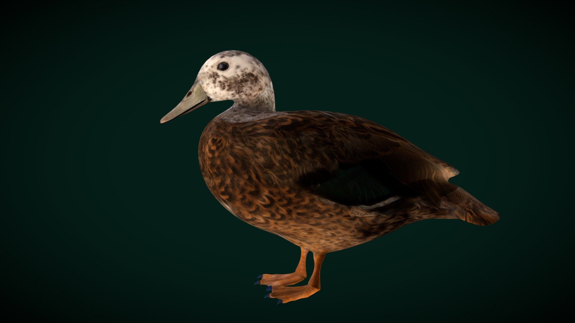 

LaySan Teal Duck  (Laysan duck) Critically Endangered

Anas laysanensis Laysan Duck Animal Bird 

1 Draw Calls

Mid-Lowpoly

Game Ready 

8 Animations

4K PBR Textures Material

Unreal FBX

Unity FBX  

Blend File 

USDZ File (AR Ready). Real Scale Dimension

Textures Files

GLB File


Gltf File ( Spark AR, Lens Studio(SnapChat) , Effector(Tiktok) , Spline, Play Canvas ) Compatible




Triangles : 10730



Vertices  : 5398

Faces     : 5441

Edges     : 10834
 Diffuse, Metallic, Roughness , Normal Map ,Specular Map,AO,
The Laysan duck, also known as the Laysan teal, is a dabbling duck endemic to the Hawaiian Islands. Fossil evidence reveals that Laysan ducks once lived across the entire archipelago, but today survive only on Laysan Island and two atolls. Wikipedia
Conservation status: Critically_Endangered (Population increasing) Encyclopedia of Life
Scientific name: Anas_laysanensis
Mass: 98 – 400 g Encyclopedia of Life
Order: Anseriformes
