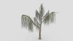 Weeping Willow Tree-15 weeping, willow, 3dtree, weepingwillow, asma3d, 3dweepingwillow, lowpolyweepingwillow, 3dweeepingwillow, 3dlowpolyweepingwillow, shidareyanagi, chui-liu, trauerweide, saucelloron, treurwilg, bydmjnwn, shjrlsfsf, 3dplants