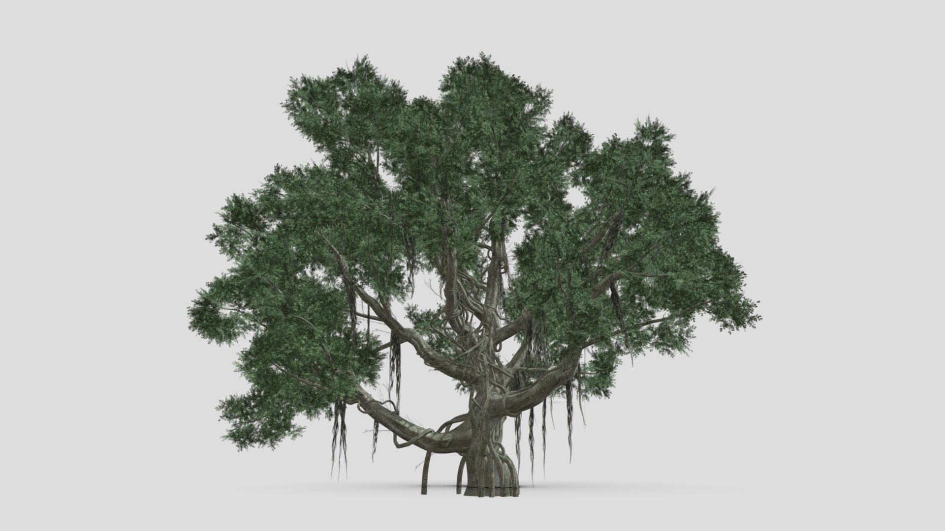 We provide a banyan, also spelled “banian”, is a fig that begins its life as an epiphyte, i.e. a plant that grows on another plant, when its seed germinates in a crack or crevice of a host tree or edifice.We hope you use it free and lets see your comments.
