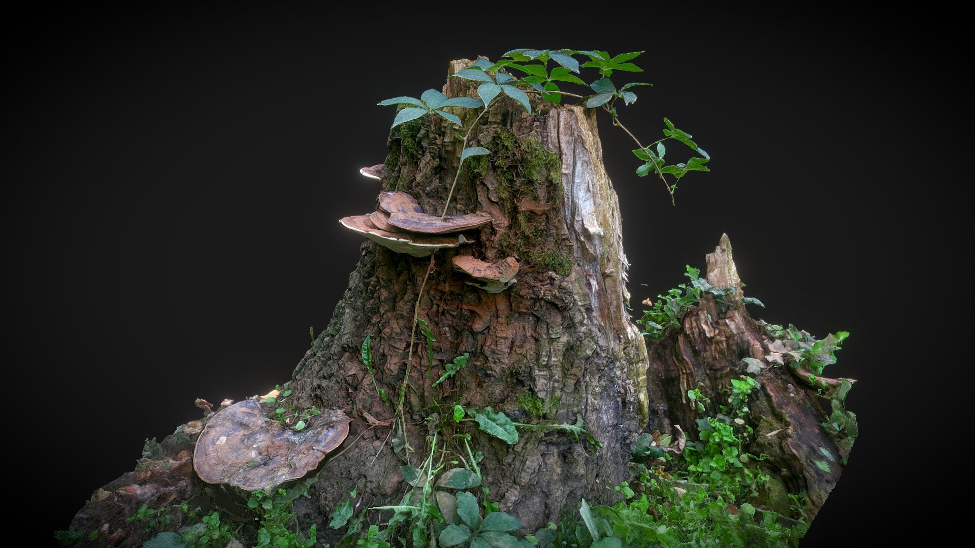Intertwined nature in Byford’s Forest (Banjica forest) in Belgrade. 

44.766580, 20.474955