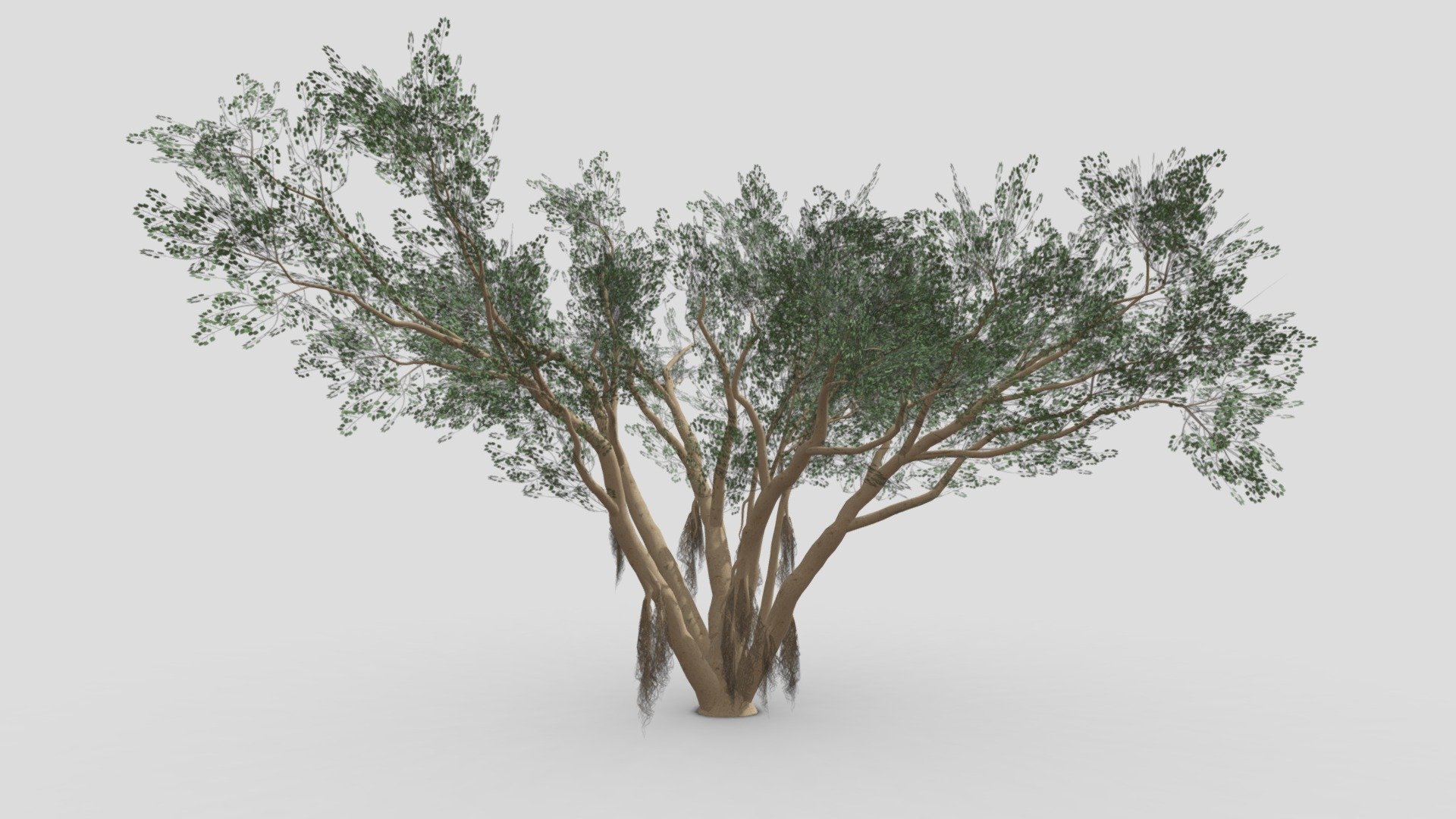 I try to work on Ficus Benjamina Tree to use this your project. this is a low poly 3D model. Tree info: Ficus Benjamina, commonly known as weeping fig, benjamin fig, or ficus tree, and often sold in stores as just ficus, is a species of flowering plant in the family Moraceae, native to Asia and Australia. It is the official tree of Bangkok.
