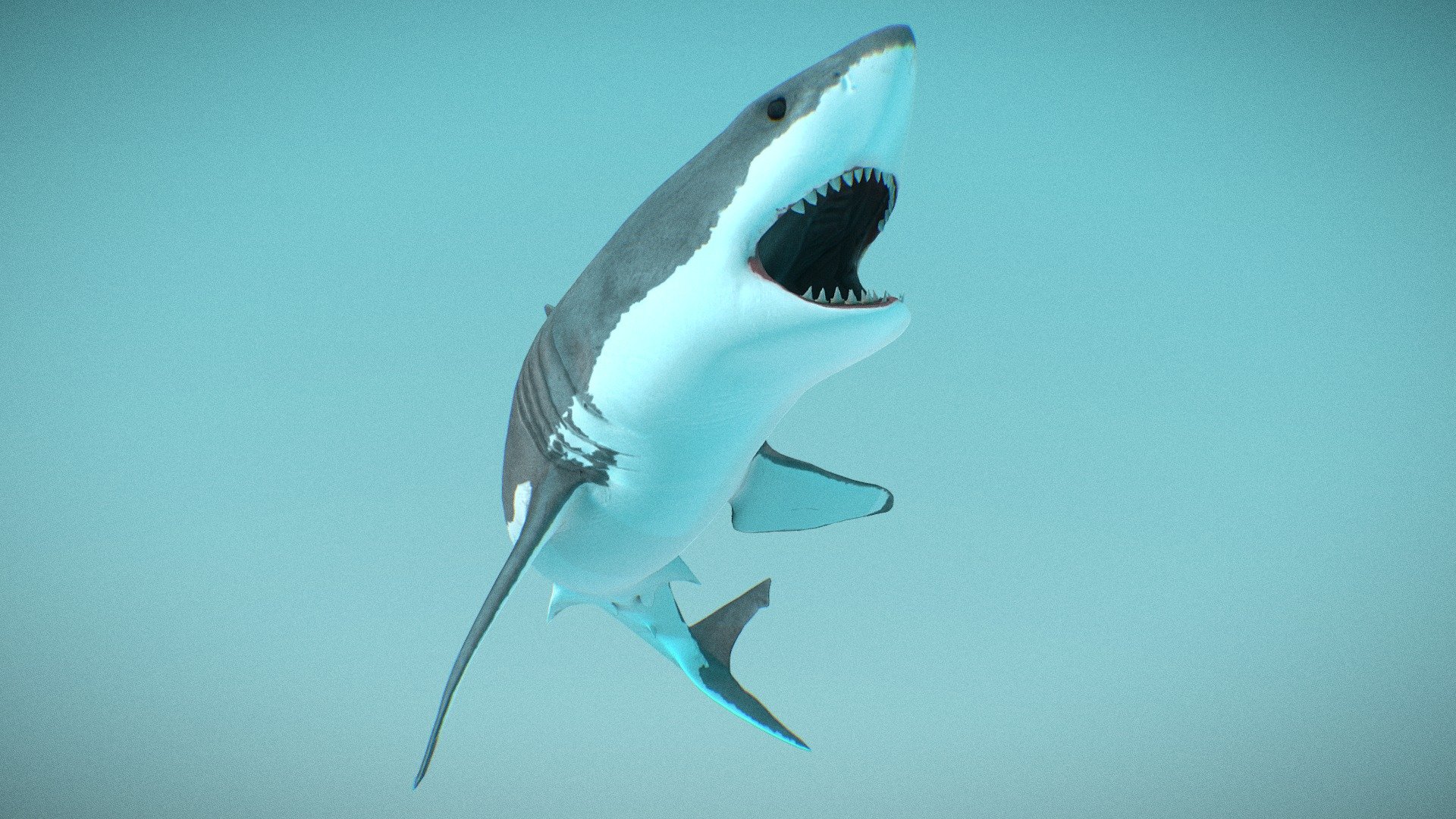 Great White Shark : Rigged &amp; Animated
Realtime ready Great White Shark : Rigged &amp; Animated for use in 3d.

Check out our Main Collections

More in our Animals Collection

Blender file added







Detailed Description Info:




Model: Great White Shark : Rigged &amp; Animated

Media Type: 3D Model

Geometry: Quads/Tris

Polygon Count: 3214

Vertice Count: 2684

Textures: Yes

Materials: Yes

Rigged: Yes

Animated: Yes

UV Mapped: Yes

Unwrapped UV’s: Yes Non Overlapping

LOD-1 Verts - 2684

Additional file includes bind pose and animated swim cycle along with 1 LOD