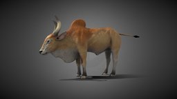 Indian Bull horns, cow, anatomy, games, indian, bull, digital3d, rigged-character, unity, blender, lowpoly