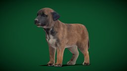 Belgian Shepherd Puppy Dog cute, baby, dog, pet, unreal, mammal, puppy, vr, ar, belgium, shepherd, lupus, breed, canis, belgian, familiaris, pbr, creature, animal, animation, herding-dog, nyilonelycompany, noai, dog-puppy, belgian_shephered_puppy, belgium-shepherd