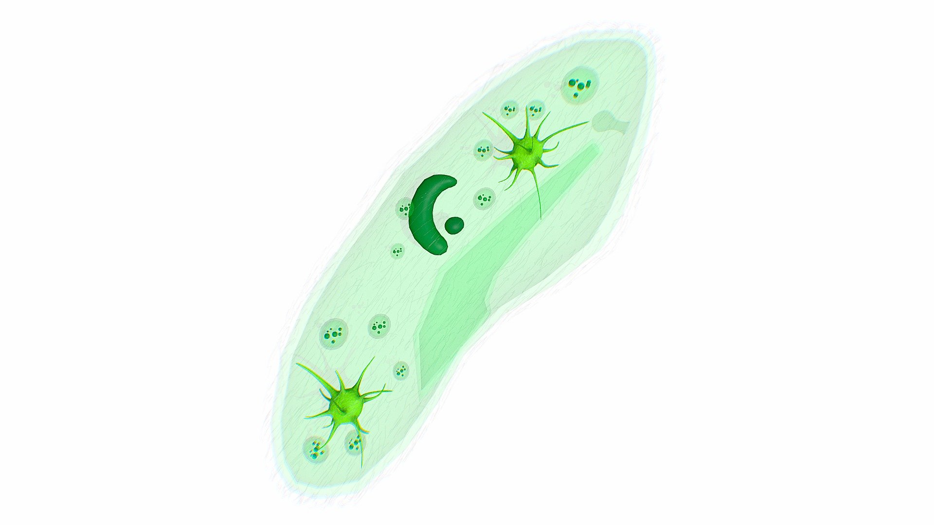 Paramecium is a genus of unicellular ciliated protozoa. They are characterised by the presence of thousands of cilia covering their body. They are found in freshwater, marine and brackish water. They are also found attached to the surface. Reproduction is primarily through asexual means (binary fission).