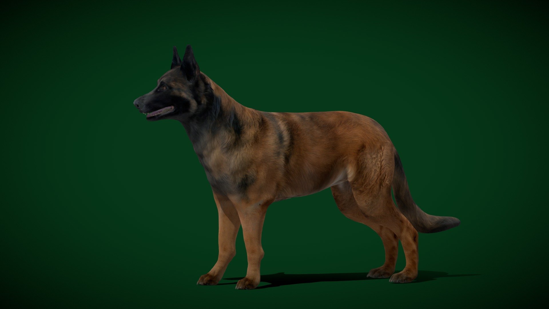 

Belgian Shepherd  Dog Breed (Chien de Berger Belge)Canine,Belgian breed

Canis lupus familiaris Animal Mammal(Sheepdog)Pet,cute

1 Draw Calls

MidPoly

Game Ready (Character)

Subdivision Surface Ready

11- Animations

4K PBR Textures Material

Unreal/Unity FBX

Blend File 3.6.5 LTS / 4

USDZ File (AR Ready). Real Scale Dimension (Xcode ,Reality Composer, Keynote Ready)

Textures Files

GLB File (Unreal 5.1 Plus Native Support)


Gltf File ( Spark AR, Lens Studio(SnapChat) , Effector(Tiktok) , Spline, Play Canvas,Omiverse ) Compatible




Triangles -70936



Faces -37326

Edges -73302

Vertices -36021

Diffuse, Metallic, Roughness , Normal Map ,Specular Map,AO

The Belgian Shepherd, also known as the Belgian Sheepdog or the Chien de Berger Belge, is a Belgian breed of herding dog of medium size.
