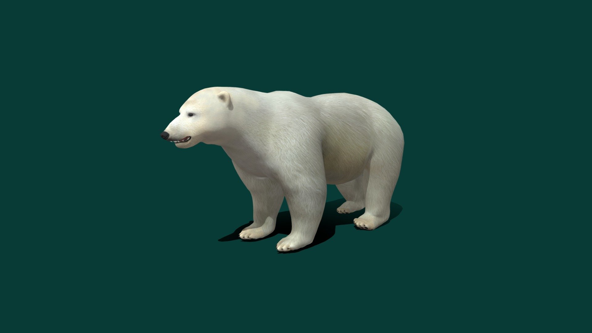 

zip file with bone blend file 

The polar bear is a hypercarnivorous species of bear. Its native range lies largely within the Arctic Circle, encompassing the Arctic_Ocean and its surrounding seas and landmasses, which includes the northernmost regions of North America and Eurasia. Wikipedia
Eats: Seals, Arctic fox
Mass: 450 kg (Male, Beaufort Sea population, Mature), 150 – 250 kg (Female, Adult)
Conservation status: Vulnerable (Population decreasing) Encyclopedia of Life
Speed: 40 km/h (Maximum, Adult, Sprint)
Height: 1.8 – 2.4 m (Female, Adult, On hind legs), 1.3 m (Male, Adult, At Shoulder)
Class: Mammalia
Family: Ursidae
Ursus_maritimus