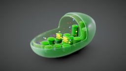 Chloroplast Cross Section Anatomy plant, cross, anatomy, biology, organic, micro, section, cell, energy, study, learning, lumen, membrane, carbon, outer, oxygen, education, dna, science, educational, sunlight, molecules, ribosome, inter, histology, microscopic, photosynthesis, chlorophyll, chloroplast, plastid, cross_section, education-teaching, pigment, medical, thylakoide, noai, thylakoid, stroma, lamellae, granum, algal, photosynthetic