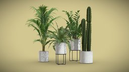 Indoor Plants Pack 56 pot, tropical, palm, boston, indoor, exotic, potted, ceramic, fern, cacti, saguaro, catus, majesty, areca, interior, zamioculcas, zamiifolia, zzplant