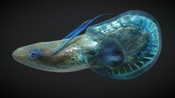Alien Fantasy Fish - HydroSpark Tadpole shark, fish, underwater, dolphin, coral, ocean, whale, alien, reef, swimming, tadpole, grouper, model, creature, monster, fantasy, sea