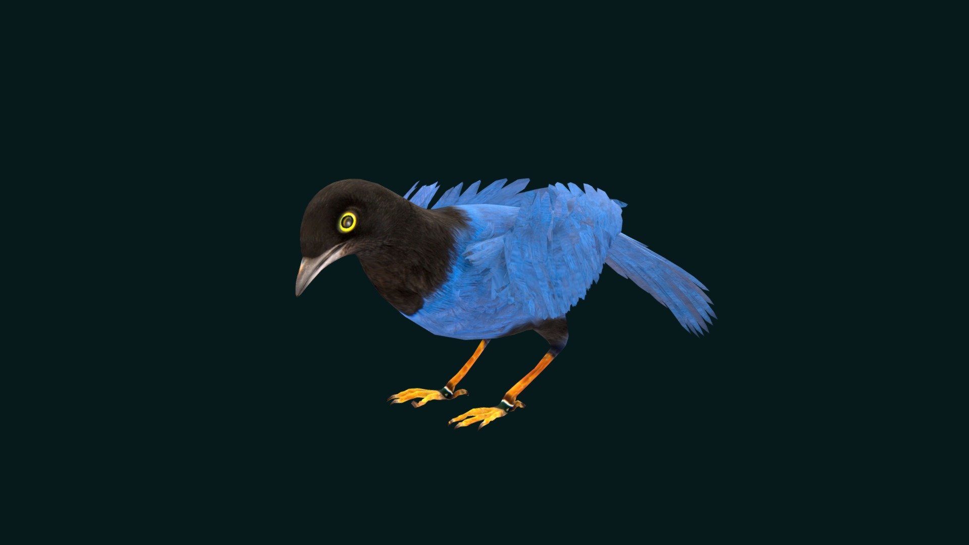 

Purplish-backed jay (Cyanocorax beecheii) at the Houston_Zoo.

Crow family Corvidae Animal Bird    (purple and black bird)  

1 Draw Calls

Low Poly

Game Ready

7 Animations

4K PBR Textures Material 

Unreal FBX (Unreal 4,5 Plus)

Unity FBX  

Blend File 4.0

USDZ File (AR Ready). Real Scale Dimension

Textures Files

GLB File (Unreal 5.1  Plus Native Support)

Gltf File ( Spark AR, Lens Studio(SnapChat) , Effector(Tiktok) , Spline, Play Canvas,Omiverse ) Compatible

Triangles : 10767

Vertices  : 7800

Faces     : 5424

Edges     : 12940

Diffuse, Metallic, Roughness , Normal Map ,Specular Map,AO,
The purplish-backed jay is a bird of the crow family Corvidae, with purple feathers on its back, wings, and tail and black feathers elsewhere. It is endemic to northwestern Mexico, where its habitat is mainly dry deciduous forest. Wikipedia
Scientific name: Cyanocorax_beecheii
Conservation status: Least Concern (Population decreasing) Encyclopedia of Life
Higher classification: Cyanocorax Jays