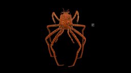 CC0 オオホモラ 🦀 ♂ Japanese Deepwater Carrier Crab crab, crustacean, cc0, publicdomain, shellfish, arthropoda, crustacea, japonica, animalia, ffishasia, decapoda, homolidae, paromola