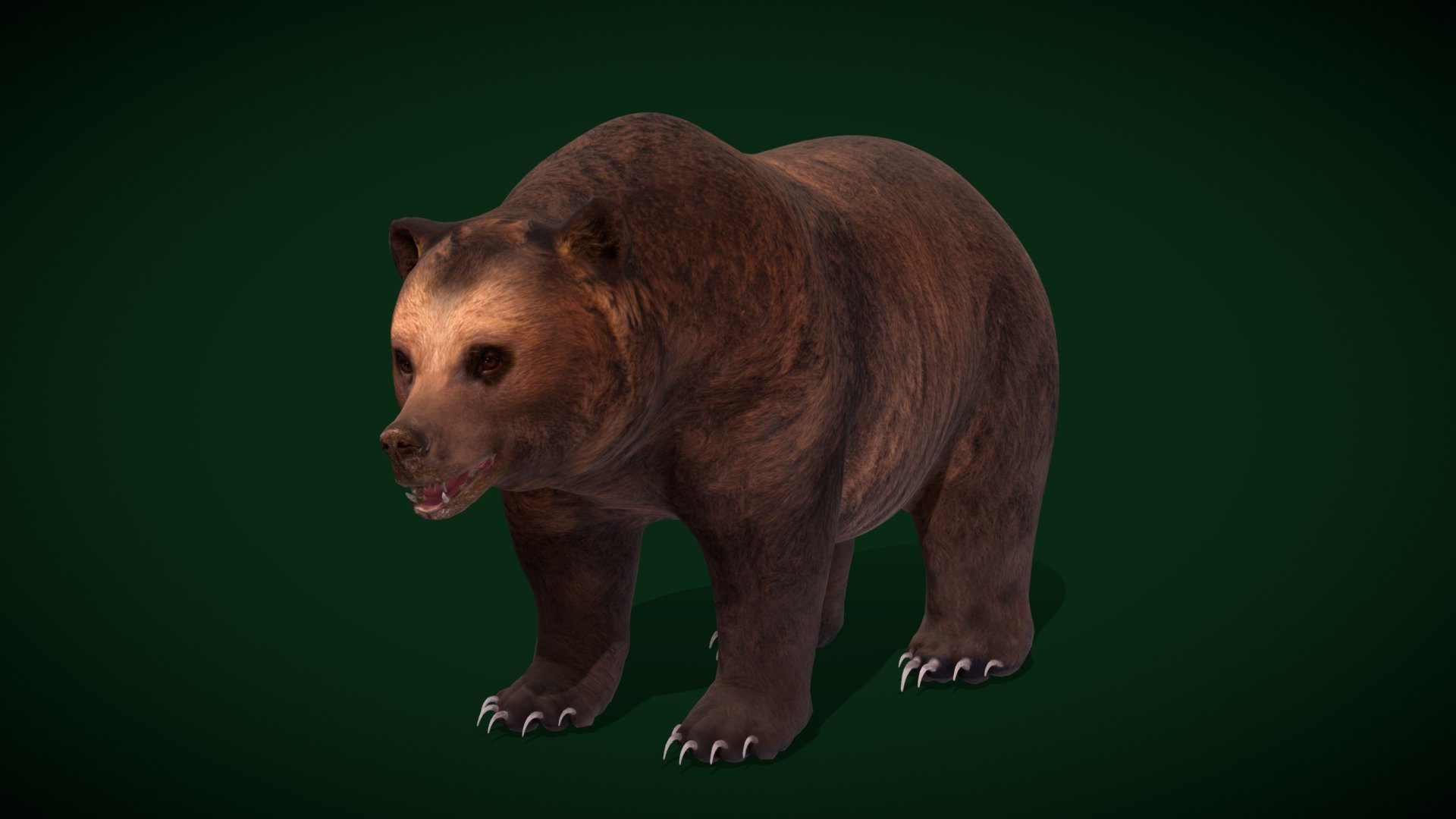 

Grizzly Brown Bear Mammal(Brown Bear )omnivores,Pet,

Ursus arctos horribilis Animal (Sedgwick County Zoo)North American brown bear

1 Draw Calls

MidPoly

Game Ready (Character)

Subdivision Surface Ready

9- Animations 

4K PBR Textures 2 Material

Unreal/Unity FBX 

Blend File 3.6.5 LTS / 4

USDZ File (AR Ready). Real Scale Dimension (Xcode ,Reality Composer, Keynote Ready)

Textures Files

GLB File (Unreal 5.1 Plus Native Support)


Gltf File ( Spark AR, Lens Studio(SnapChat) , Effector(Tiktok) , Spline, Play Canvas,Omiverse ) Compatible




Triangles -40313



Faces -21048

Edges -41421

Vertices -20397

Diffuse, Metallic, Roughness , Normal Map ,Specular Map,AO


The grizzly bear, also known as the North American brown bear or simply grizzly, is a population or subspecies of the brown bear inhabiting North America. In addition to the mainland grizzly, other morphological forms of brown bear in North America are sometimes identified as grizzly bears