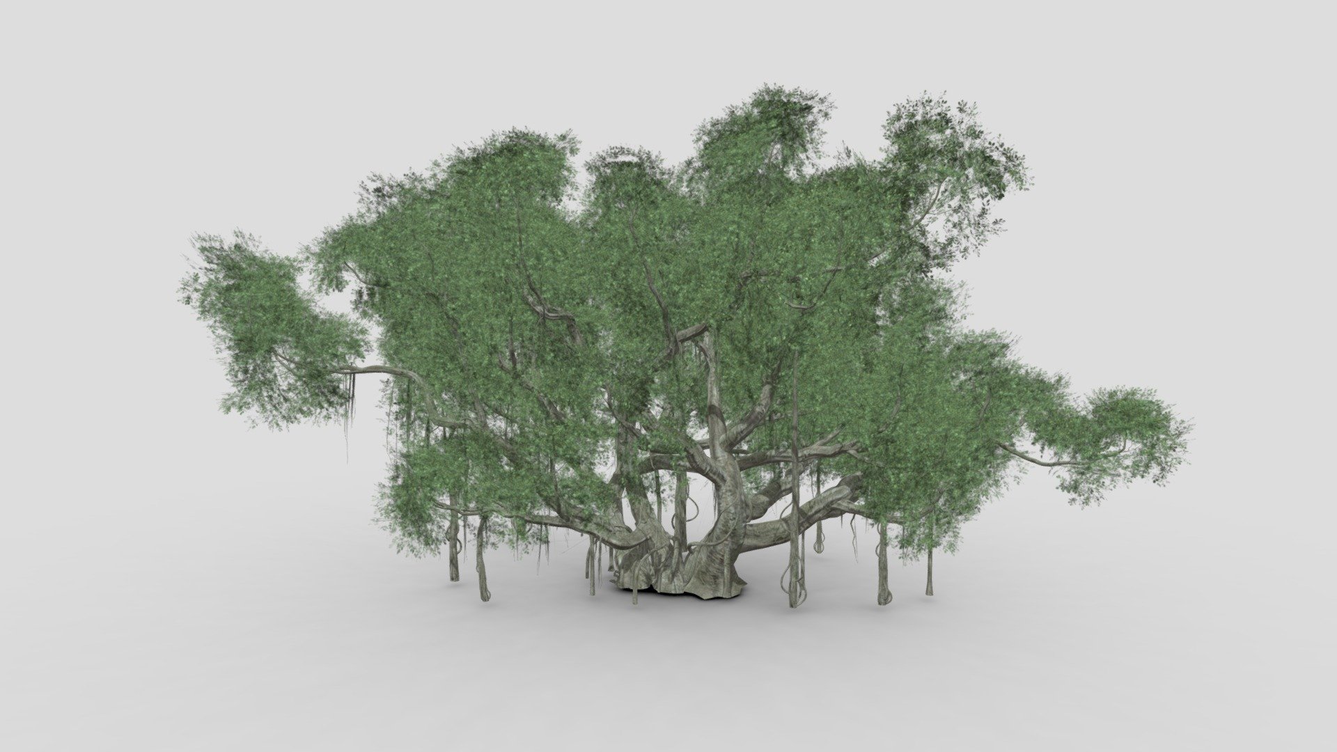We provide a banyan, also spelled “banian”, is a fig that begins its life as an epiphyte, i.e. a plant that grows on another plant, when its seed germinates in a crack or crevice of a host tree or edifice.We hope you use it free and lets see your comments.