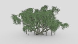 Chinese Banyan Tree-S3 tree, plant, unreal, architectural, china, chinese, cheap, 3dtree, banyan, unity, onject, asma, banian, asma3d, chinesebanyan, epiphyte