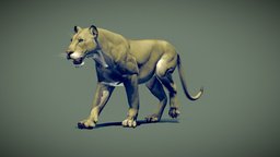 Lioness tiger, wild, predator, feline, african, claw, zoo, safari, jaw, king, lion, simba, panther, lioness, kenya, savannah, mammals, kalhari