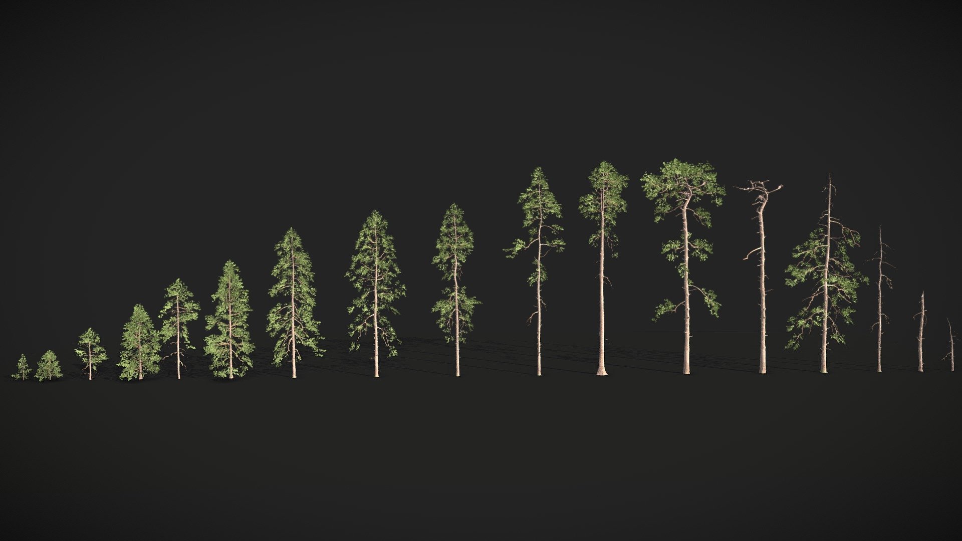 A Realistic Pine Tree Collection. Suitable for Blender or other similar software as well as for game engines like Unreal Engine.

It's not just a tree collection, the pack has all the trees you need for a realistic pine forest!

Additional Files Contain:




.blend with packed textures

.fbx

.obj

textures

Example Scene rendered with Cycles Blender:


The pack was made in Blender and works best in Blender. All materials are already set up you just need to render! 
It works in Cycles and Eevee since it's game ready.

The model has some onesided faces which make it look like some normals are flipped, but that is fixed in the Blender File or when you use the Foliage Shader in the Unreal Engine