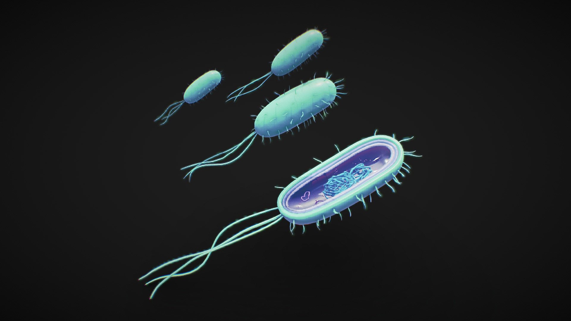 Prokaryotic Bacteria Cell Anatomy

“Prokaryotic cells are single-celled microorganisms known to be the earliest on earth. Prokaryotes include Bacteria and Archaea. The photosynthetic prokaryotes include cyanobacteria that perform photosynthesis. A prokaryotic cell consists of a single membrane and therefore, all the reactions occur within the cytoplasm.”




Format: FBX, OBJ, MTL, STL, glb, glTF, Blender v3.6.2

Optimized UVs (Non-Overlapping UVs)

PBR Textures | 1024x1024 - 2048x2048 - 4096x4096 | (1K, 2K, 4K - Jpeg, Png)

Base Color (Albedo)

Normal Map

AO Map

Metallic Map

Roughness Map

Height Map

Opacity Map
