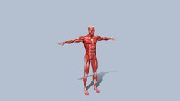 Male Muscles body, skeleton, anatomy, muscle, bone, muscles, medieval, tendon, ligament, ligaments, medical, human, male