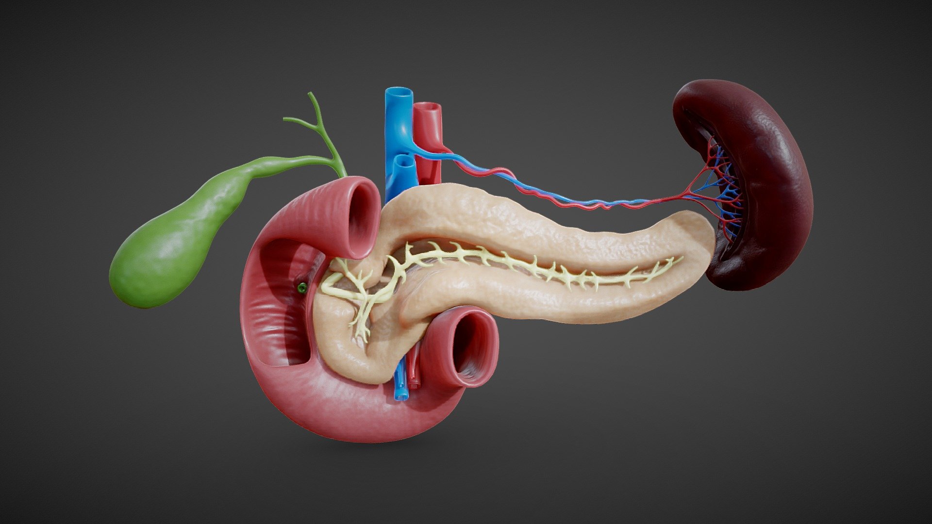 Pancreas Anatomy

The pancreas is an organ of the digestive system and endocrine system of vertebrates. In humans, it is located in the abdomen behind the stomach and functions as a gland. The pancreas is a mixed or heterocrine gland. it has both an endocrine and a digestive exocrine function. 99% of the pancreas is exocrine and 1% is endocrine. As an endocrine gland, it functions mostly to regulate blood sugar levels, secreting the hormones insulin, glucagon, somatostatin, and pancreatic polypeptide.




Format: FBX, OBJ, MTL, Blender v3.3

Optimized UVs (Non-Overlapping UVs) (Atlas UV).

4k Maps (PBR)

Base Color (Albedo)

Normal Map

AO Map

Metallic Map

Roughness Map

Height Map

Render scene in Blender

