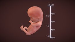 Fetus week eight anatomy, baby, development, pregnant, head, fetus, embryology, embryo, fetal, ebers